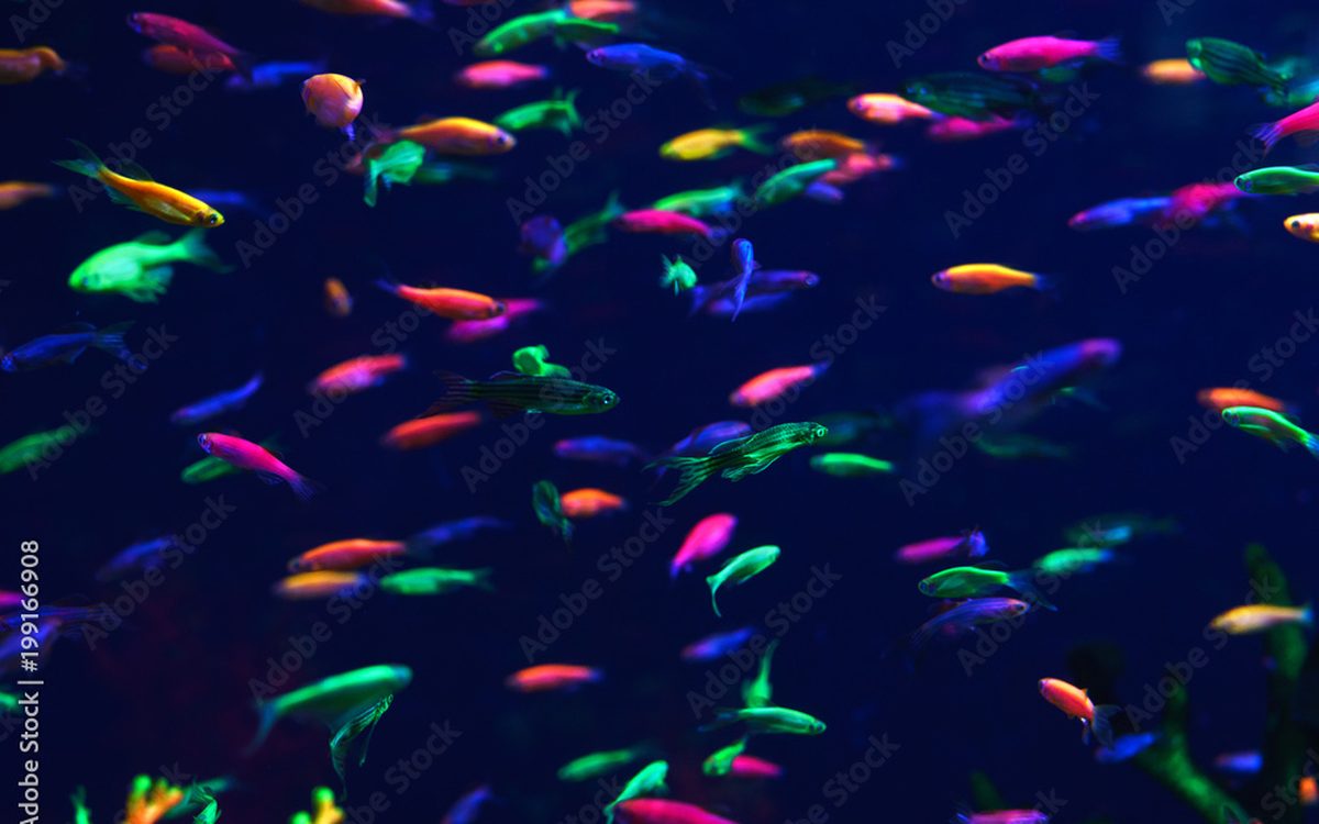 Subsix · Dancing Beneath the Reef